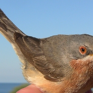 Subalpine Warbler